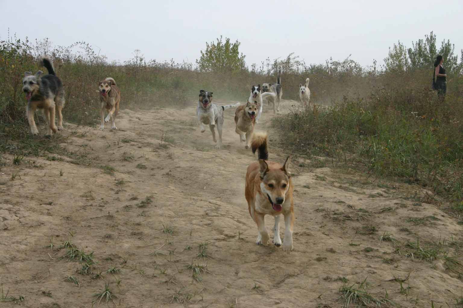 Offenes Tierheim für Streunerhunde in Rumänien